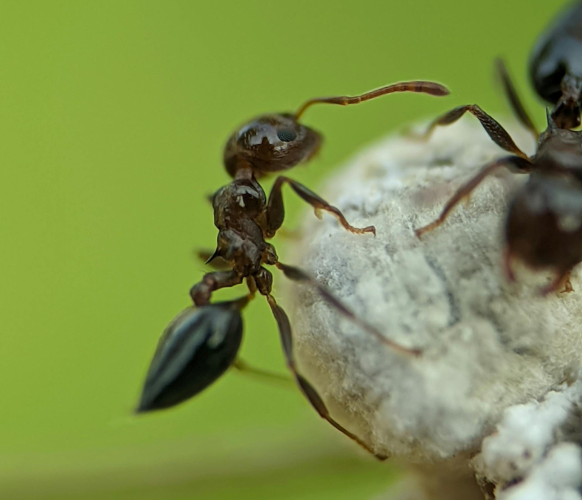 Ants close-up