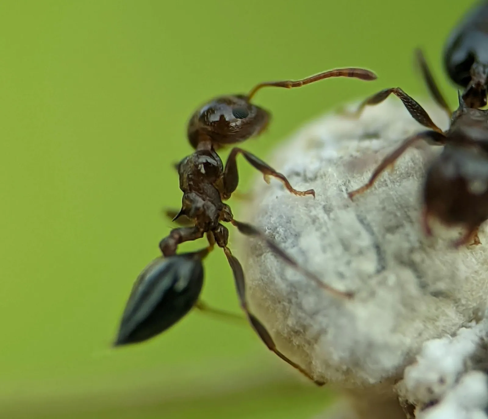 Ants close-up