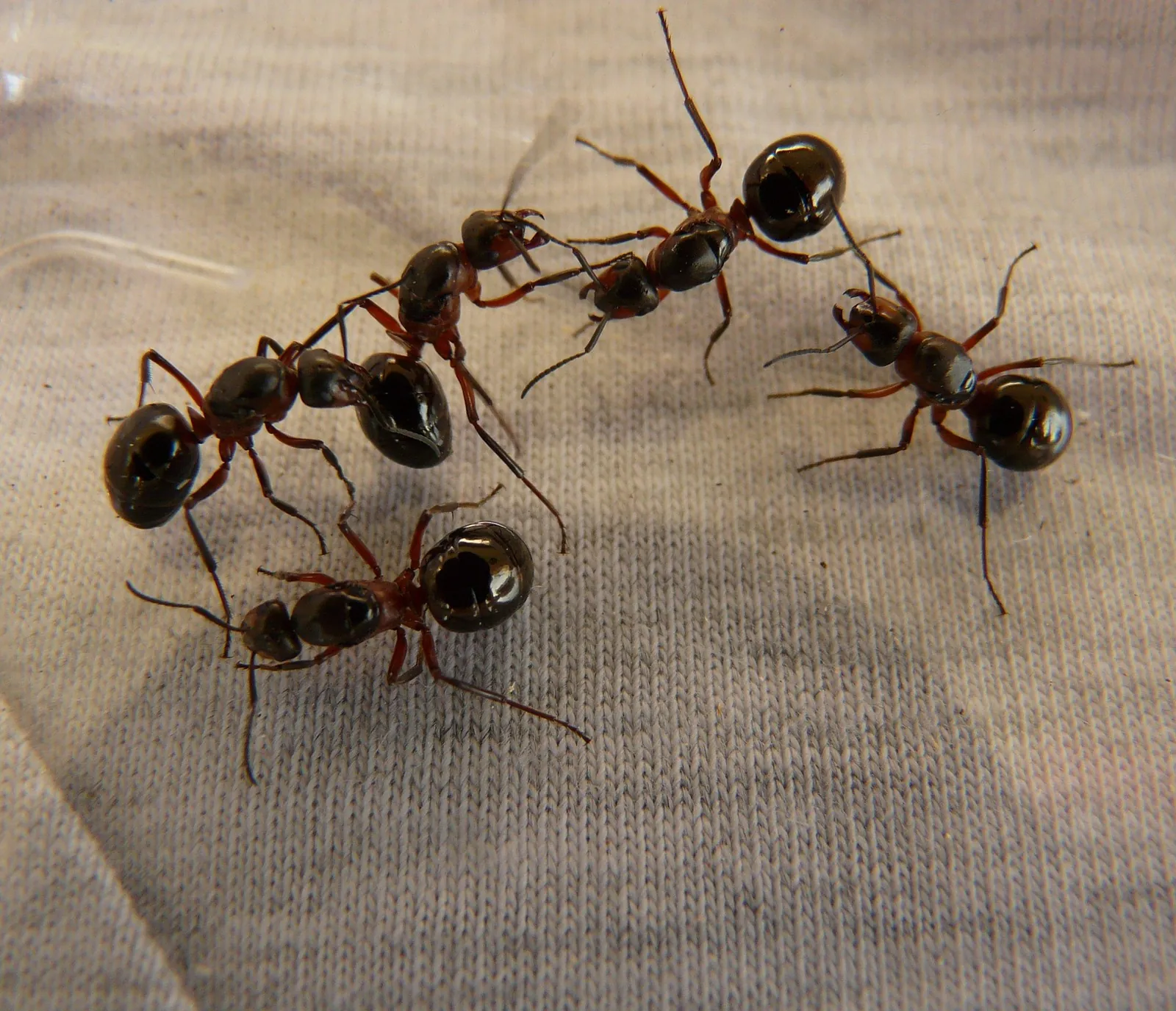 Ants on bark