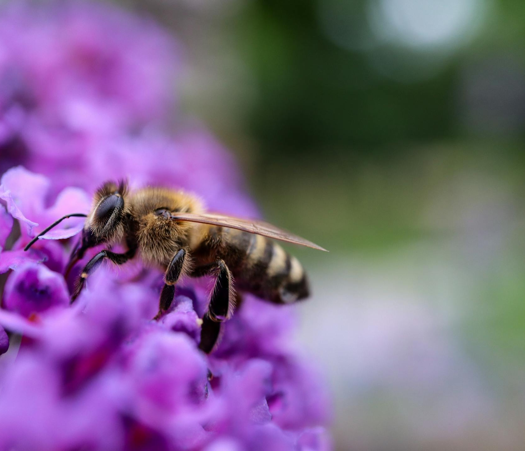 Bees close-up