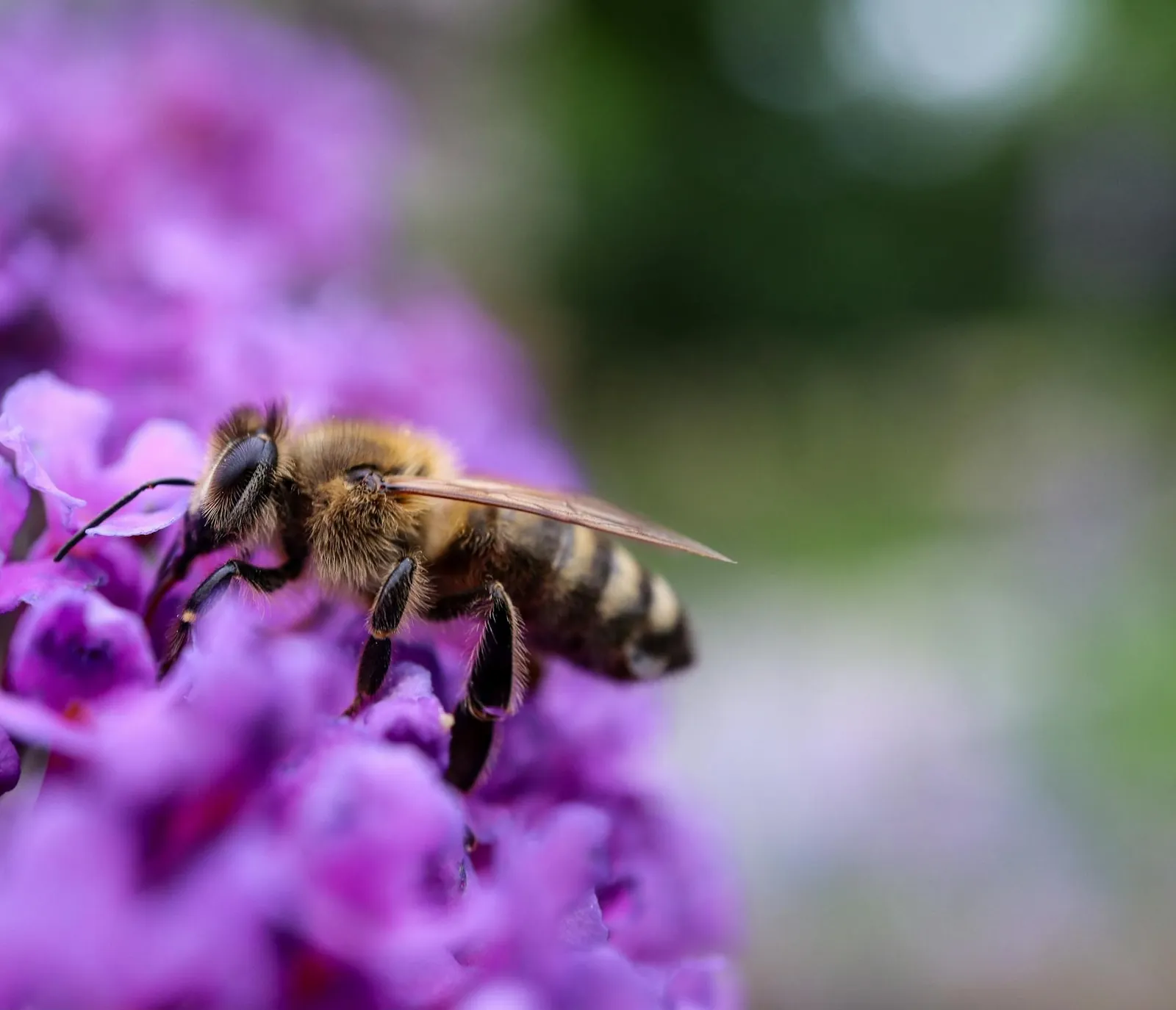 Bees close-up