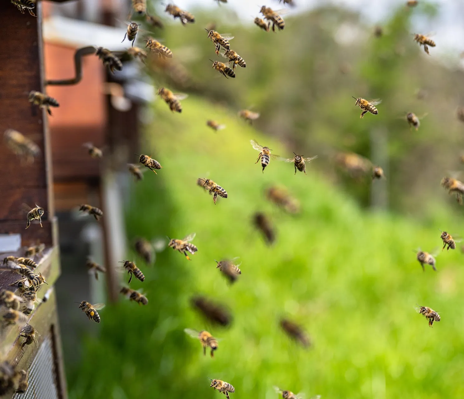 Bee hive