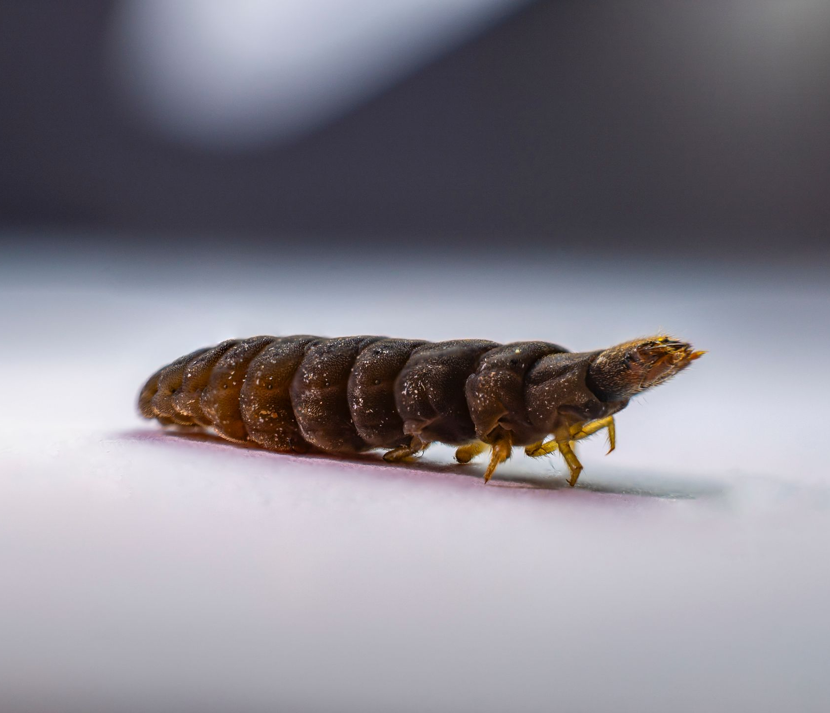 Carpet beetle