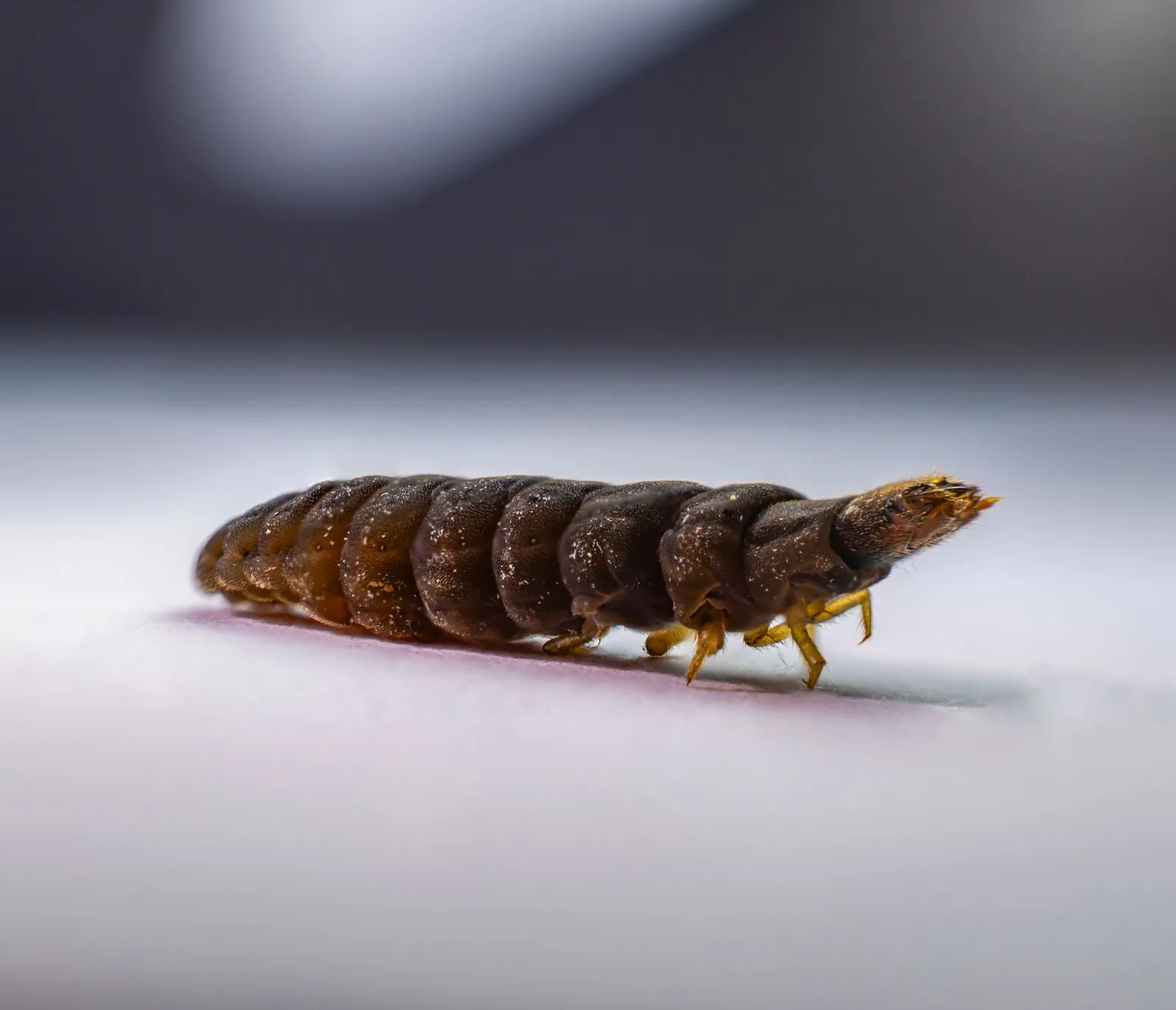 Carpet beetle