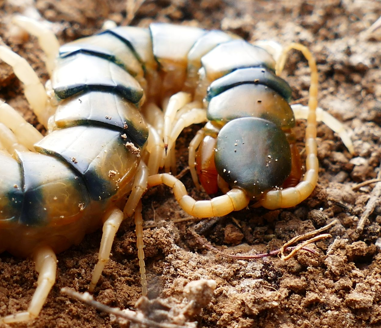 Centipede
