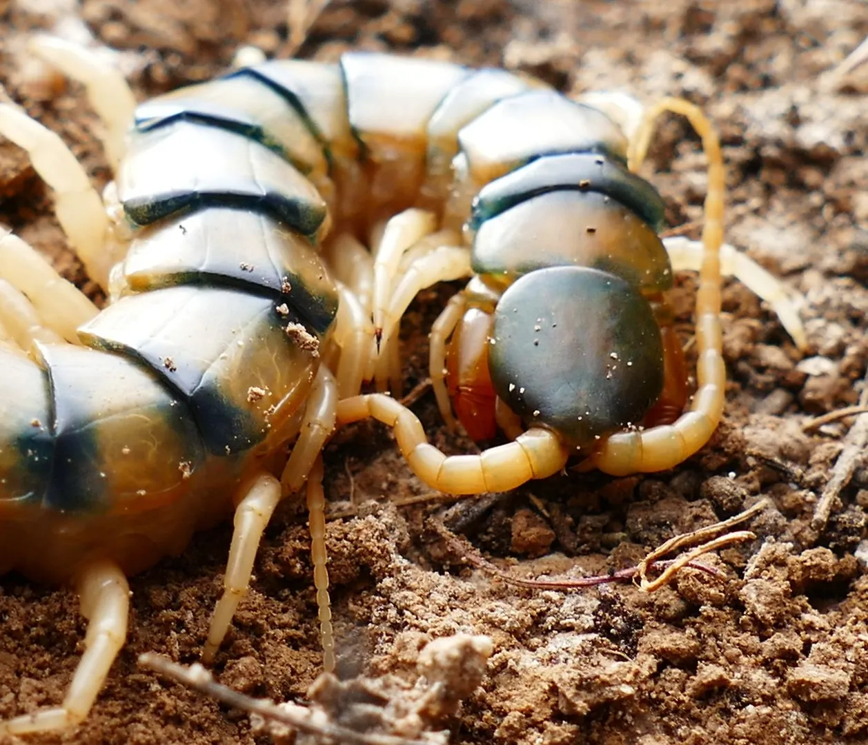 Centipede