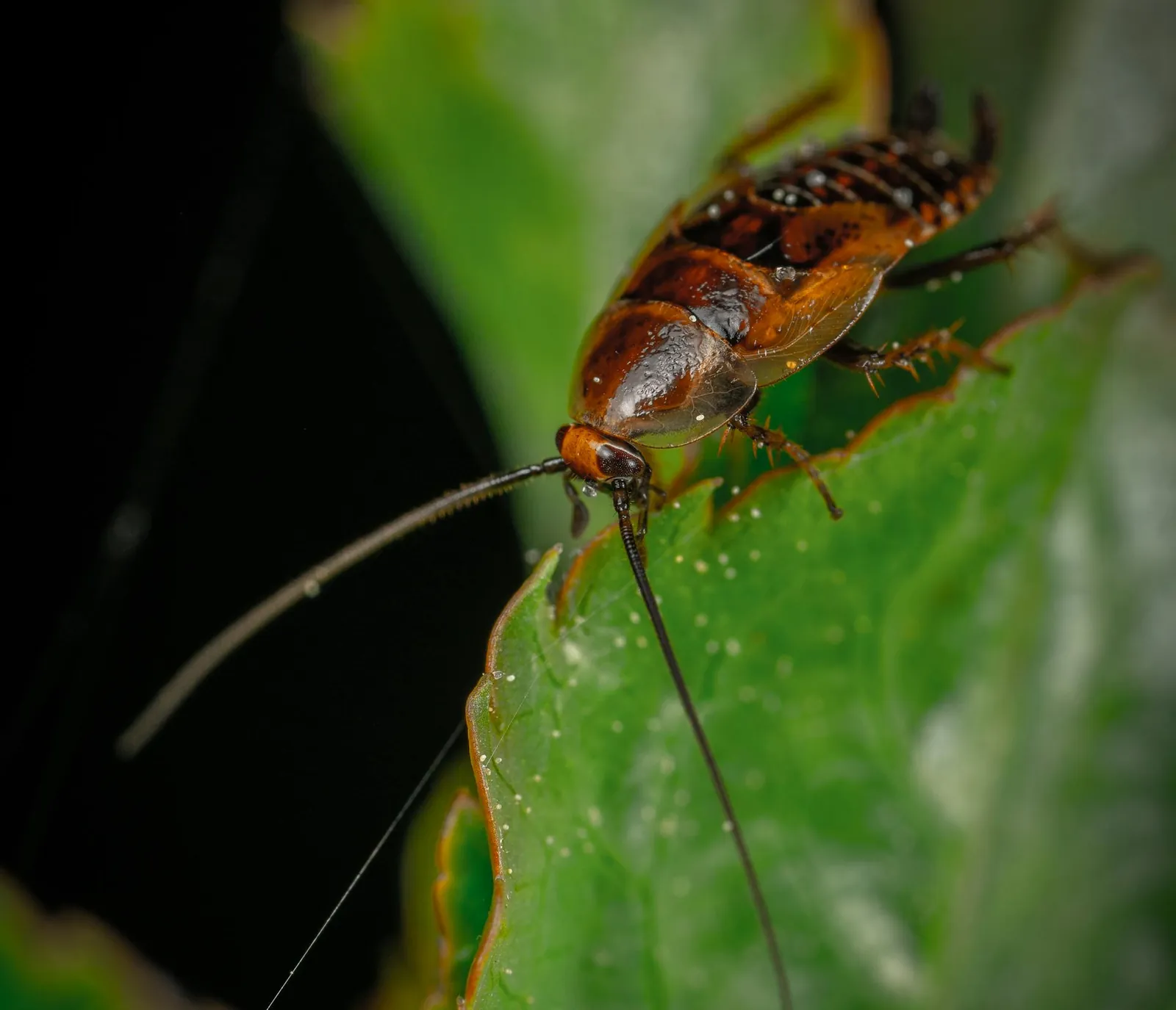 American cockroach