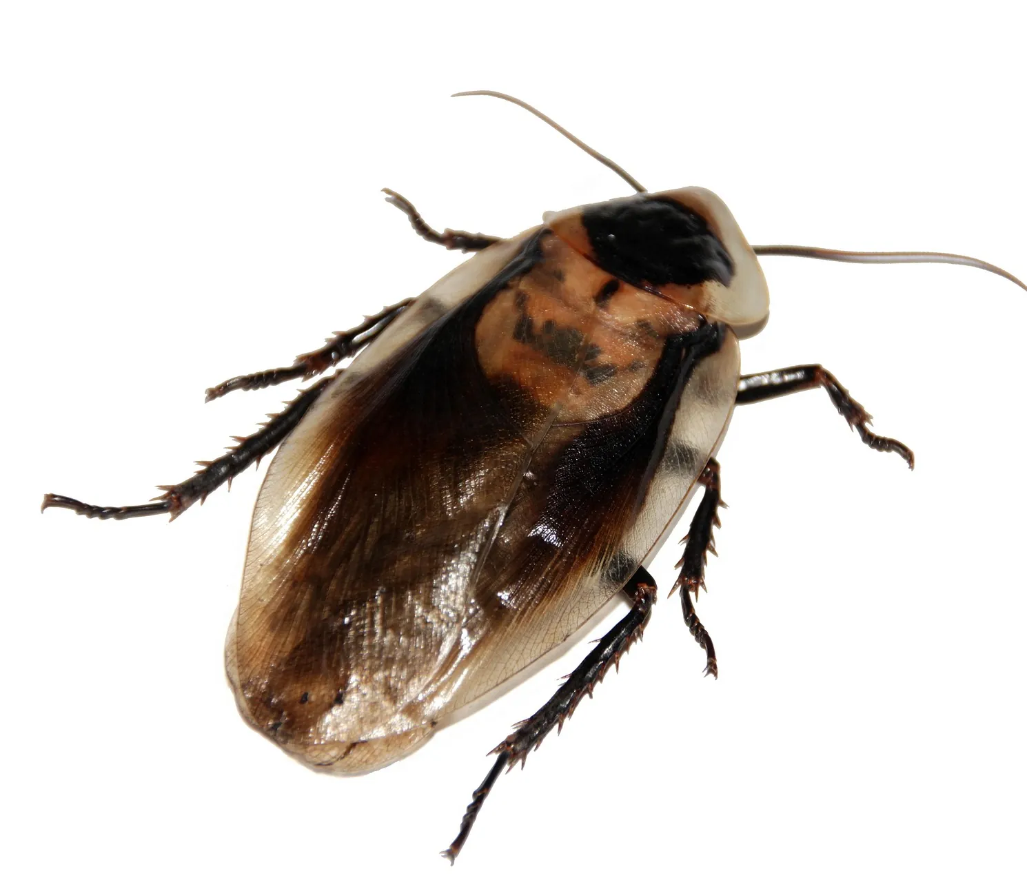 Brown-banded cockroach
