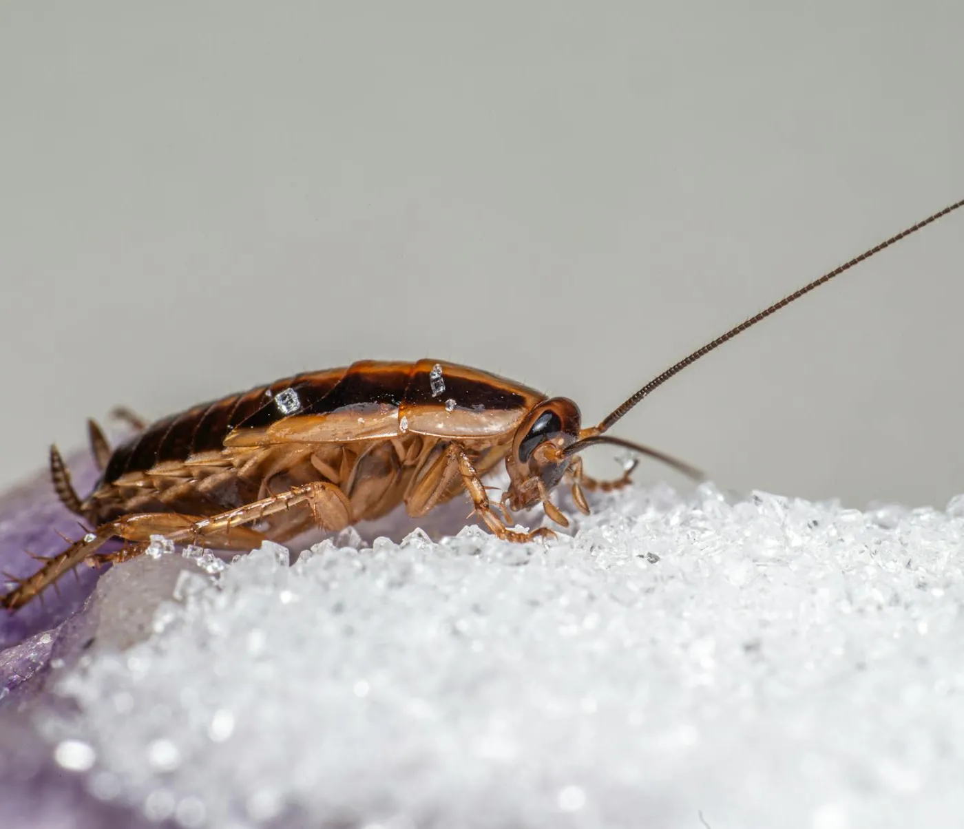 German cockroach