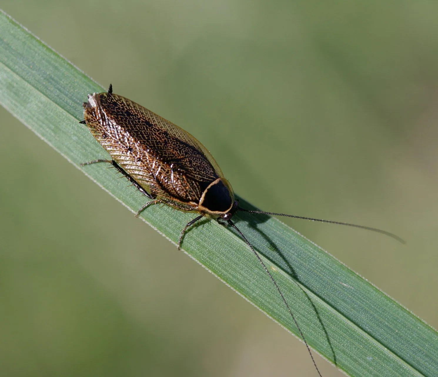 Oriental cockroach