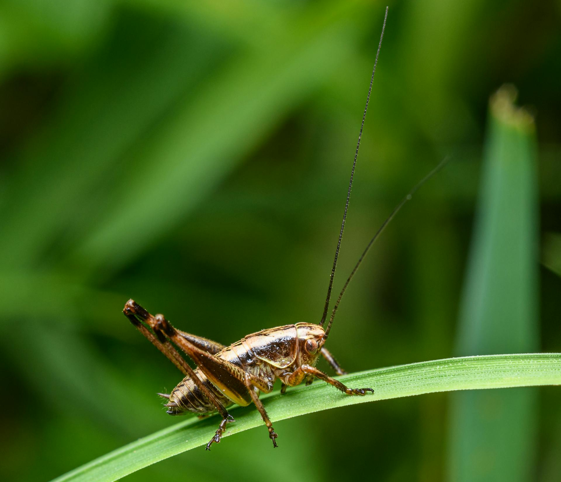 Cricket