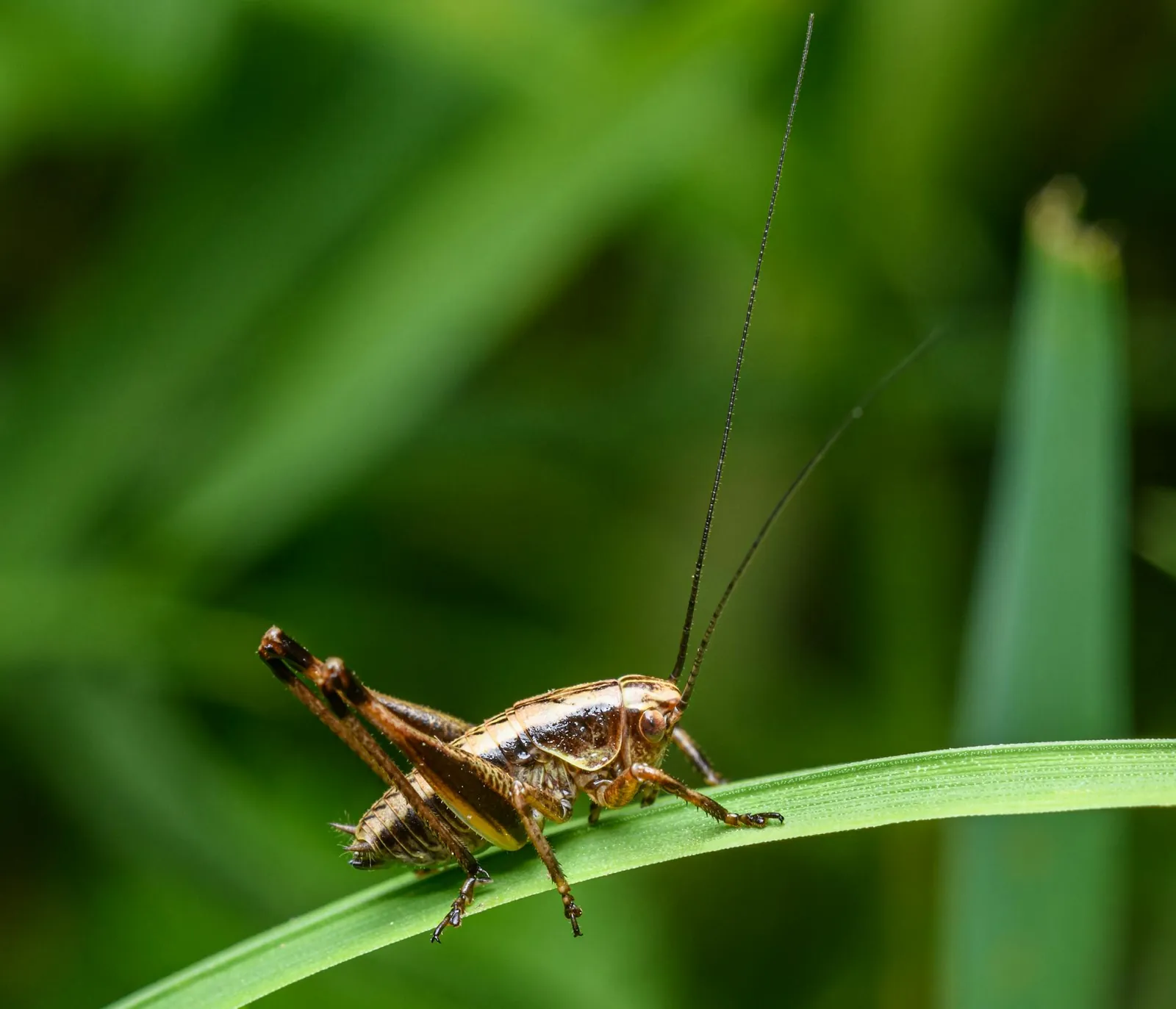 Cricket