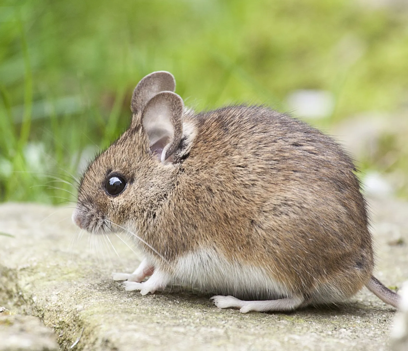 Deer mouse