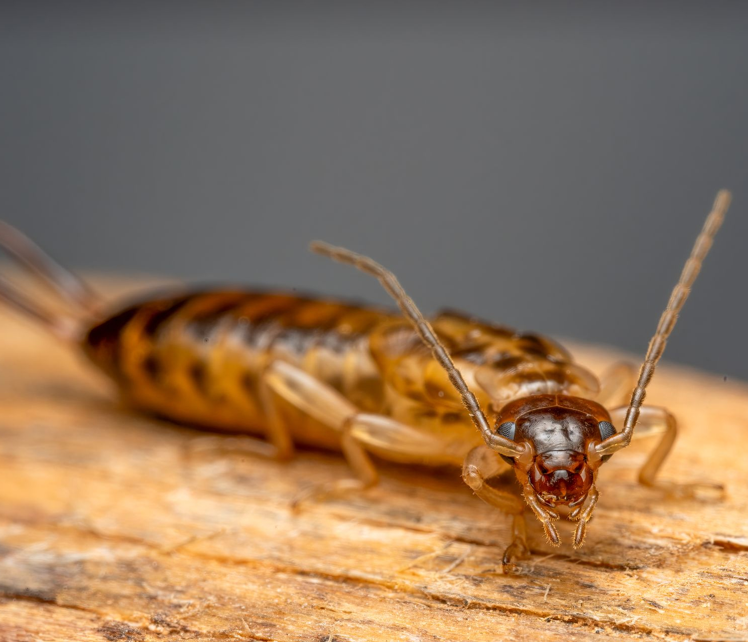 Earwig