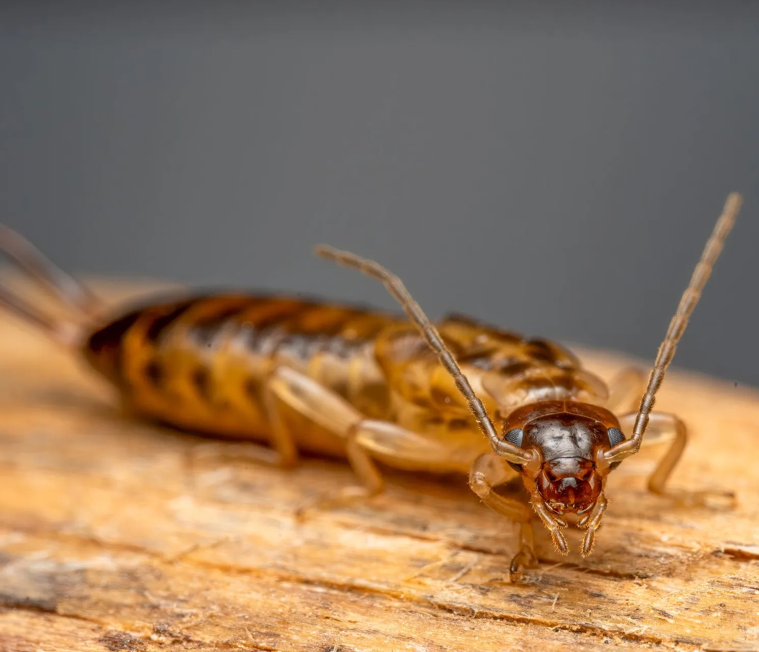 Earwig