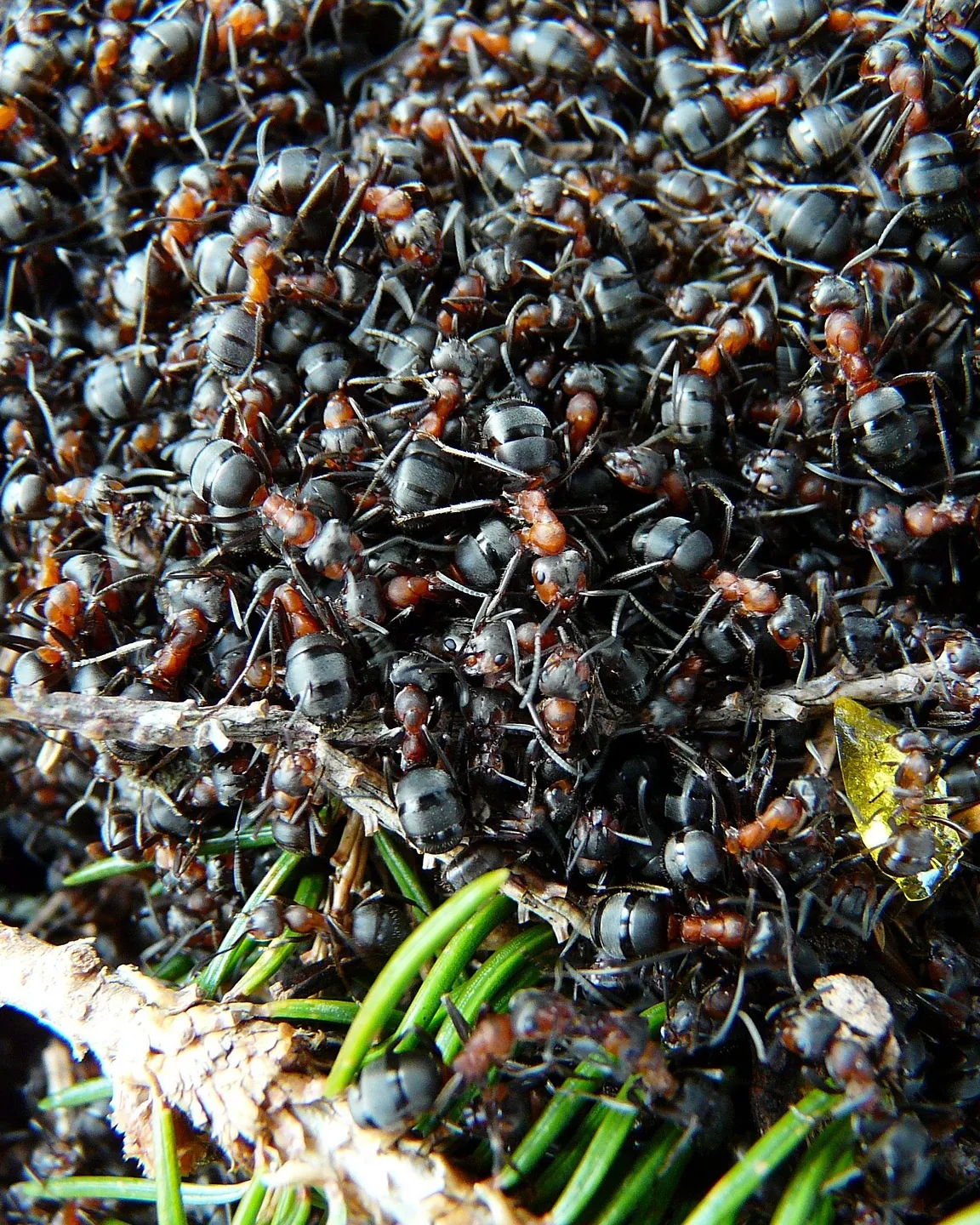 Ants