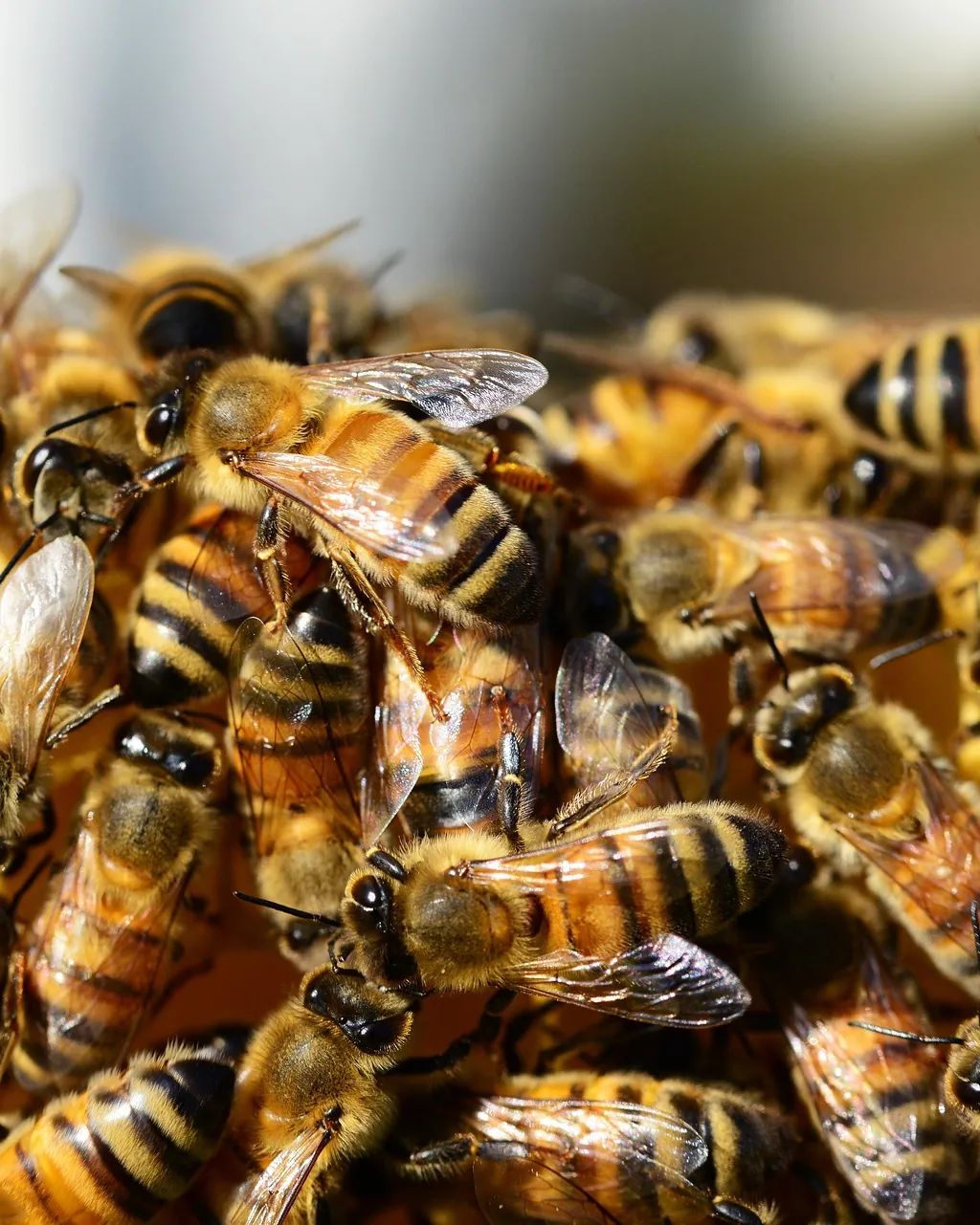 Bees