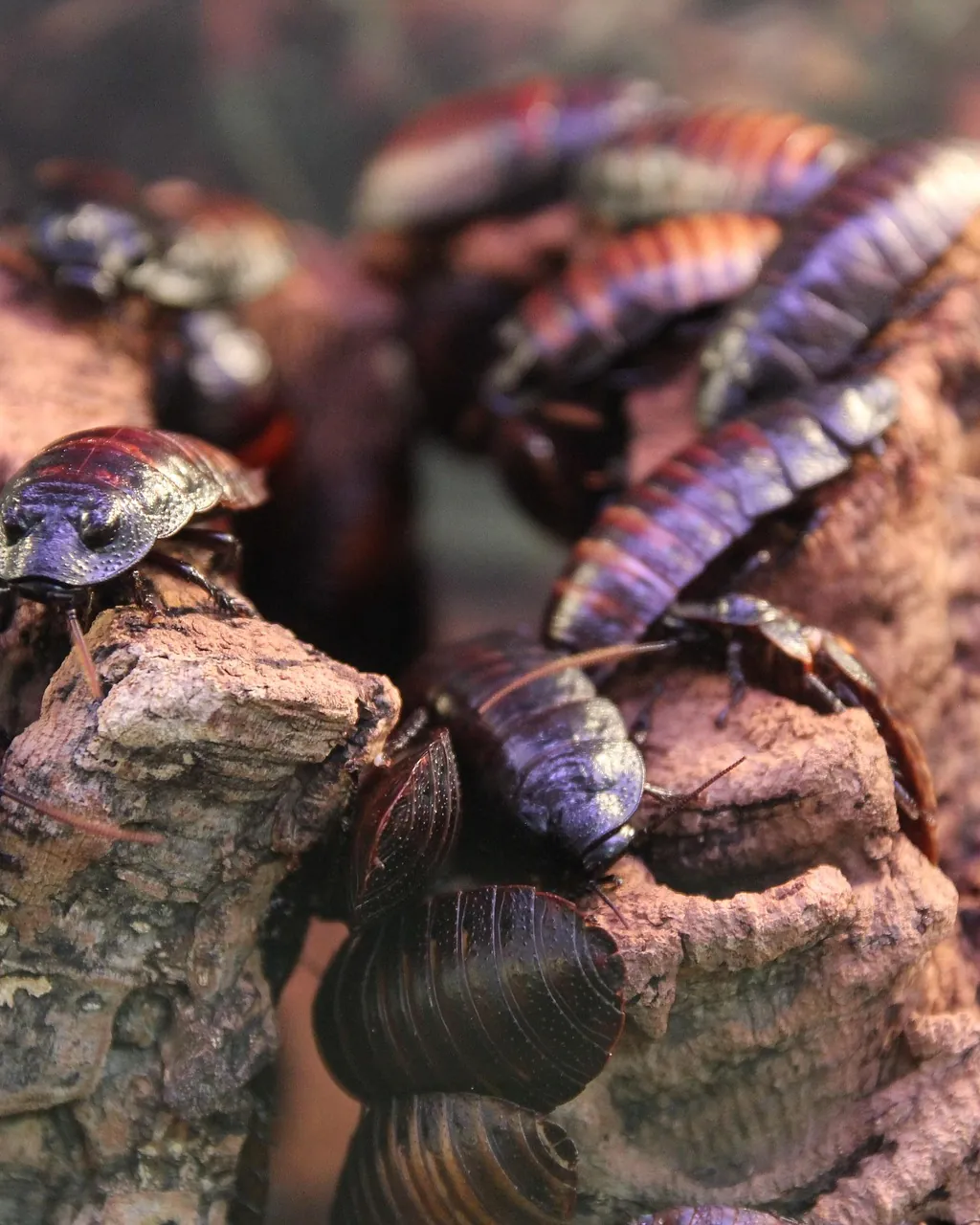 Cockroaches