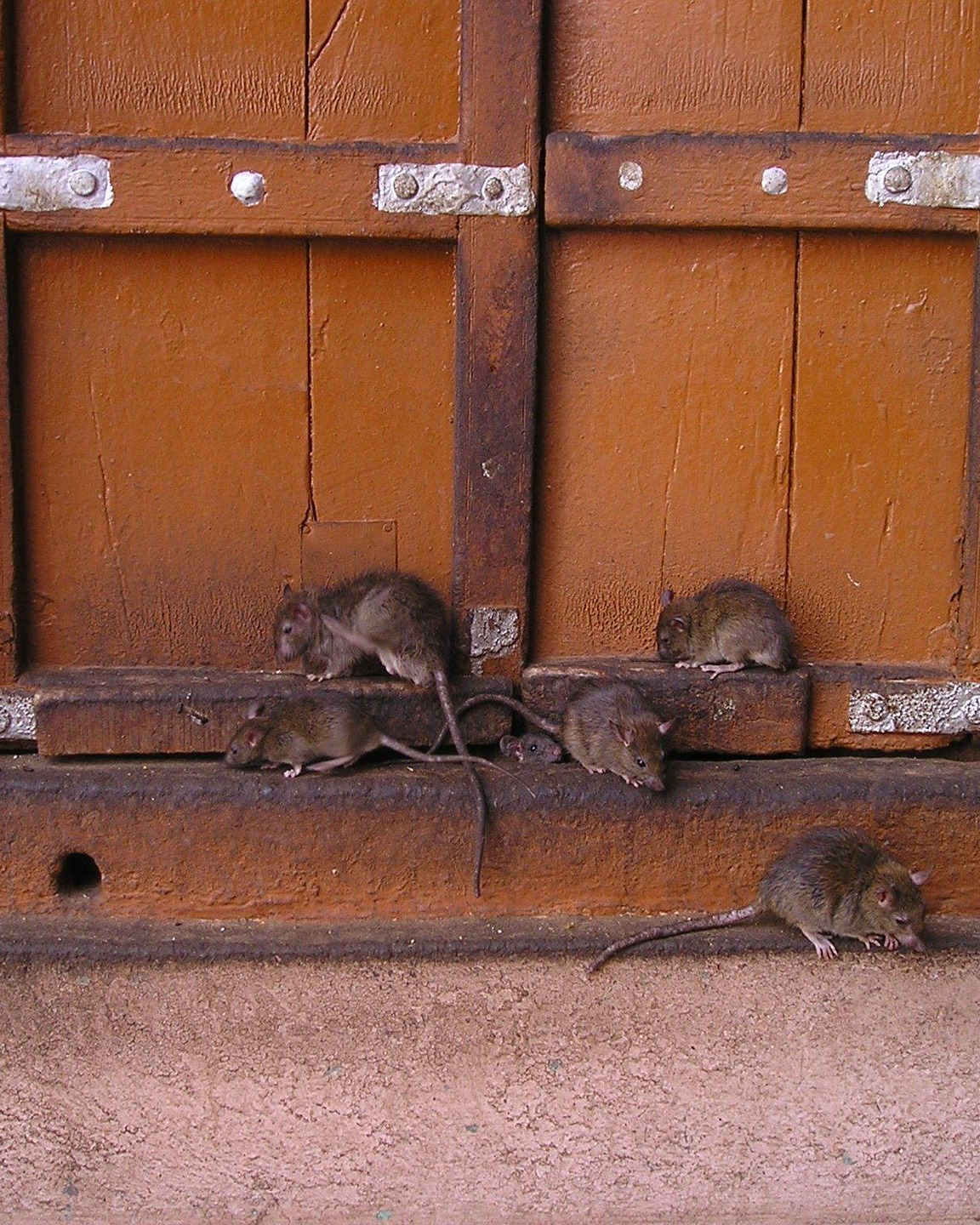 Rodents