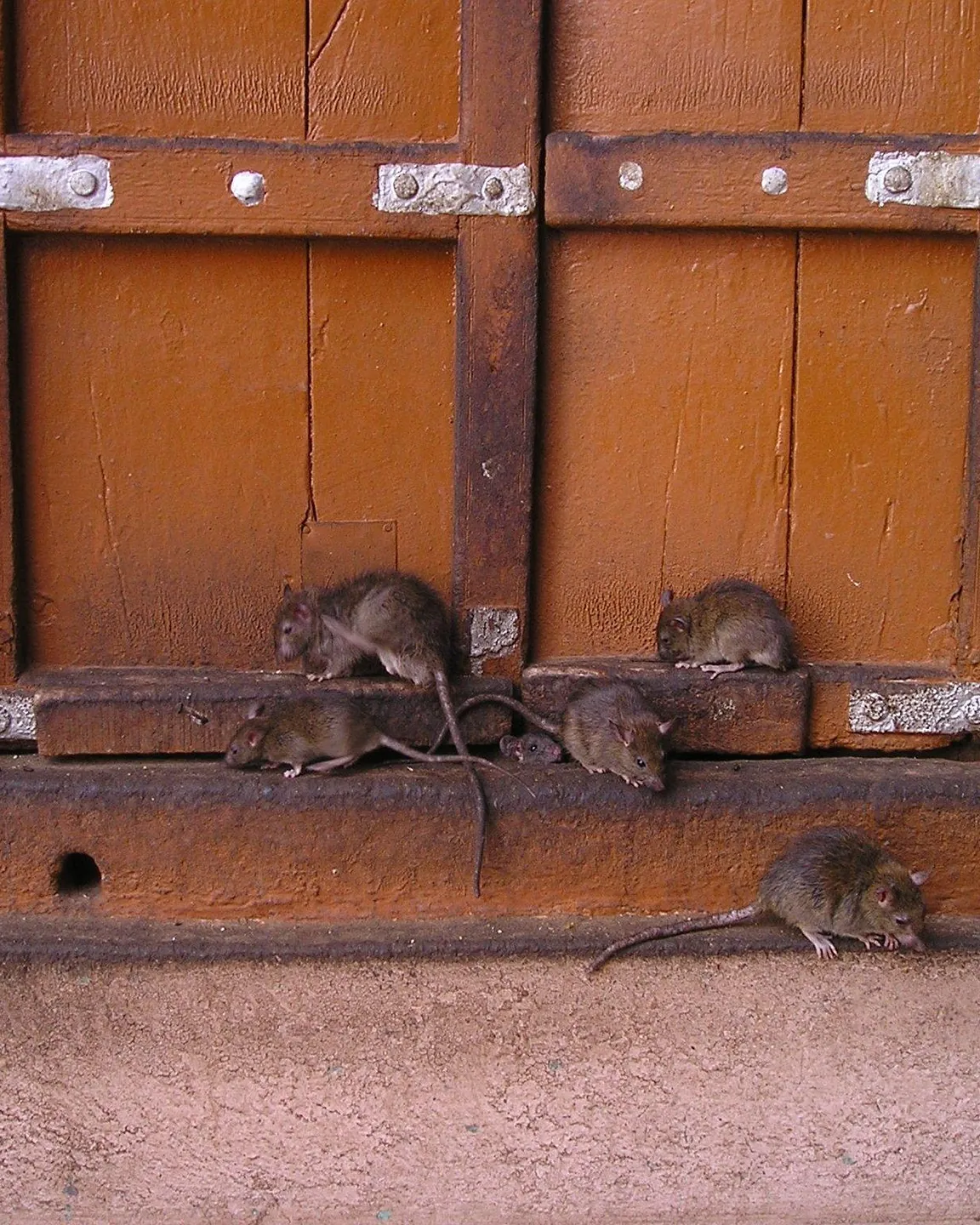 Rodents
