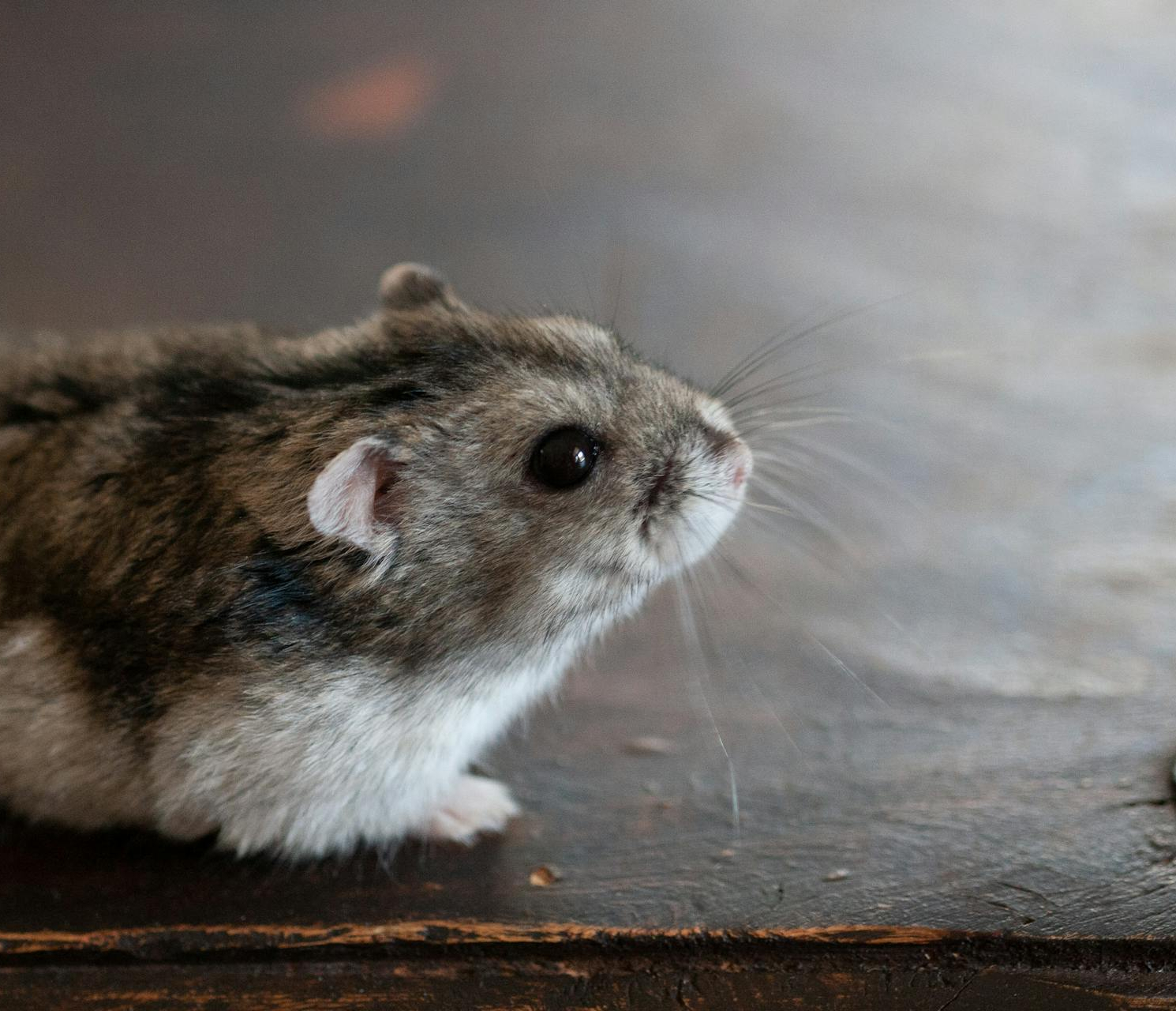 House mouse