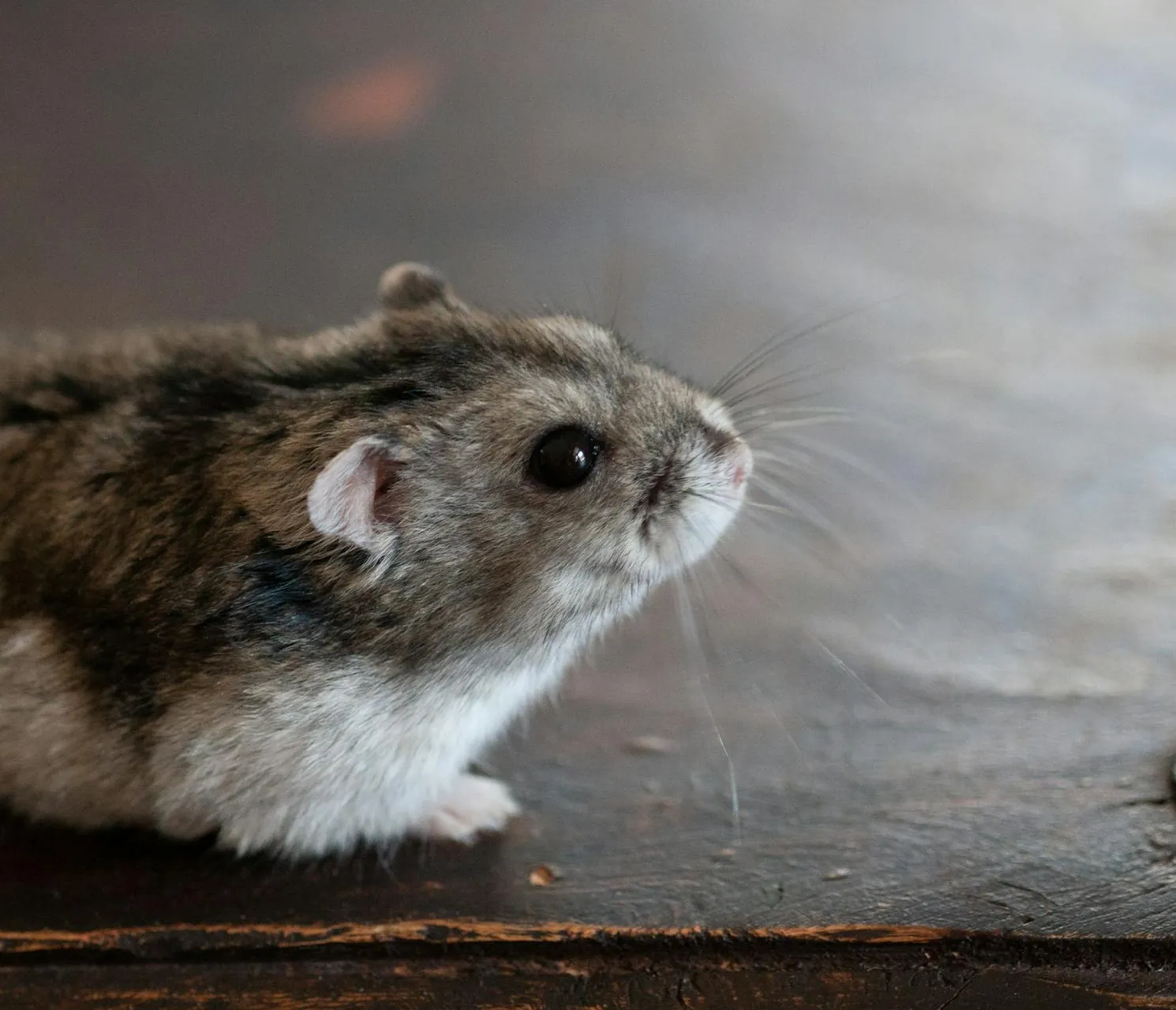 House mouse
