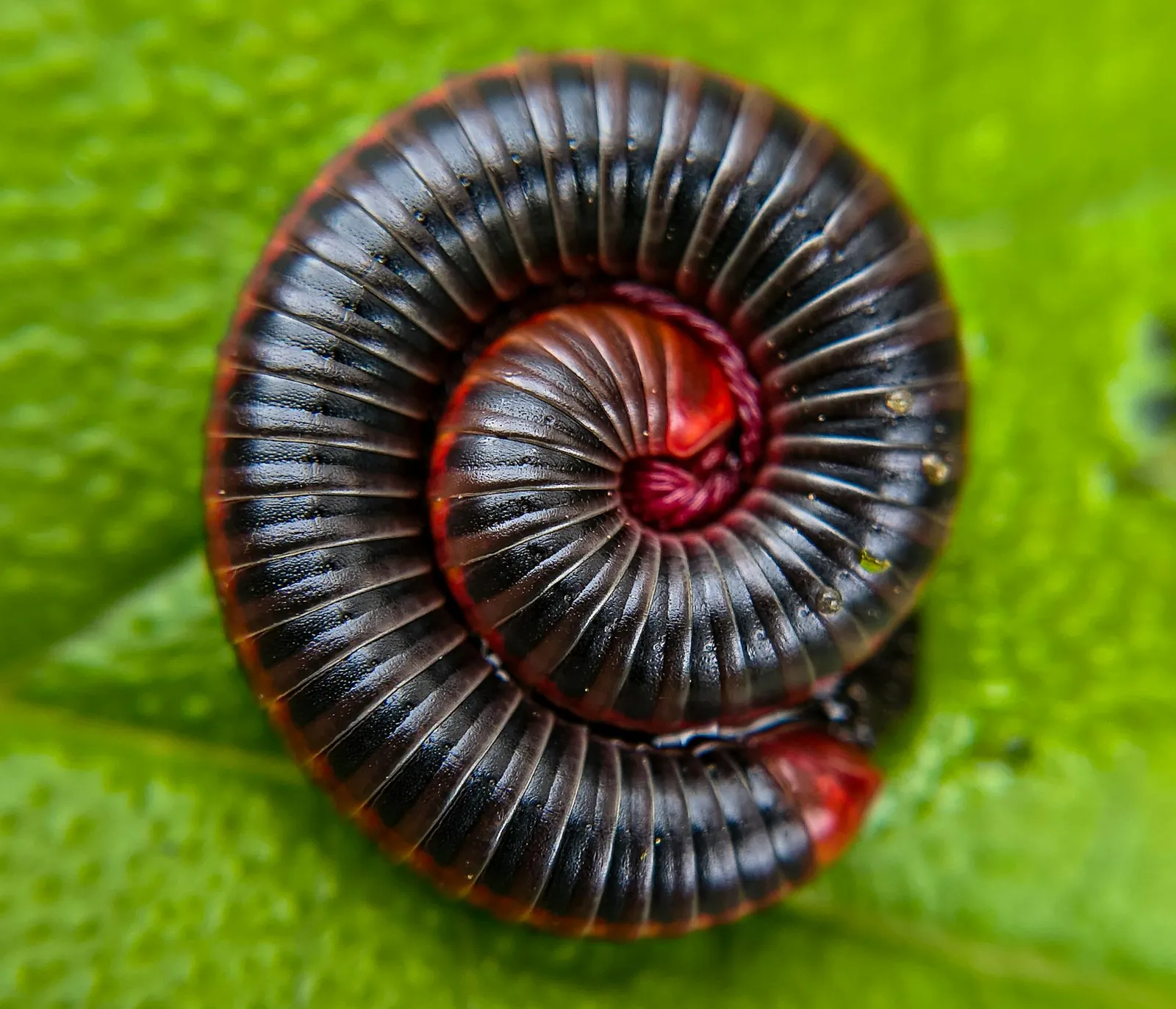 Millipede