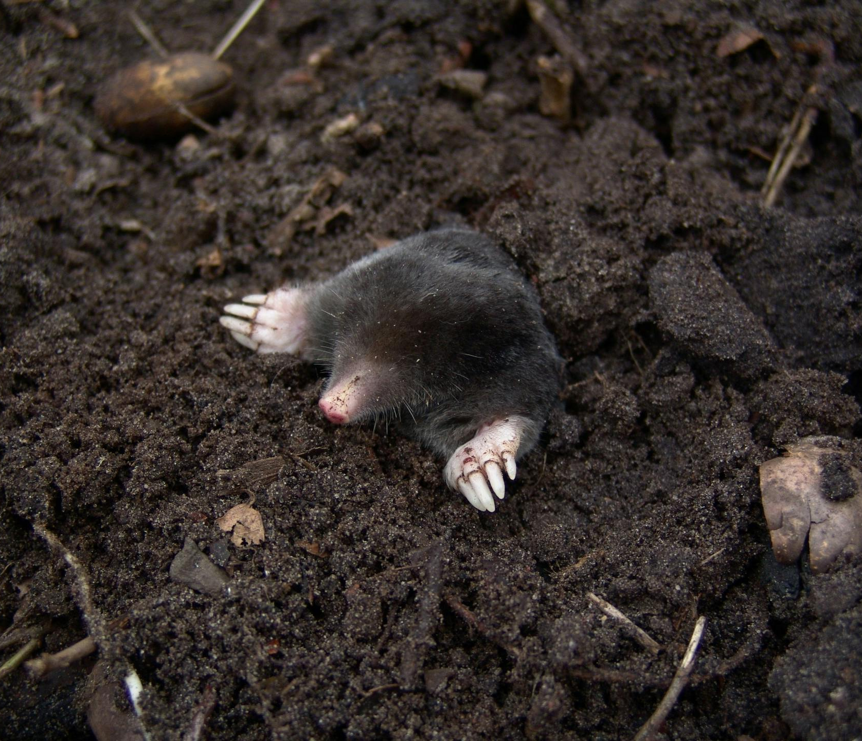 Mole