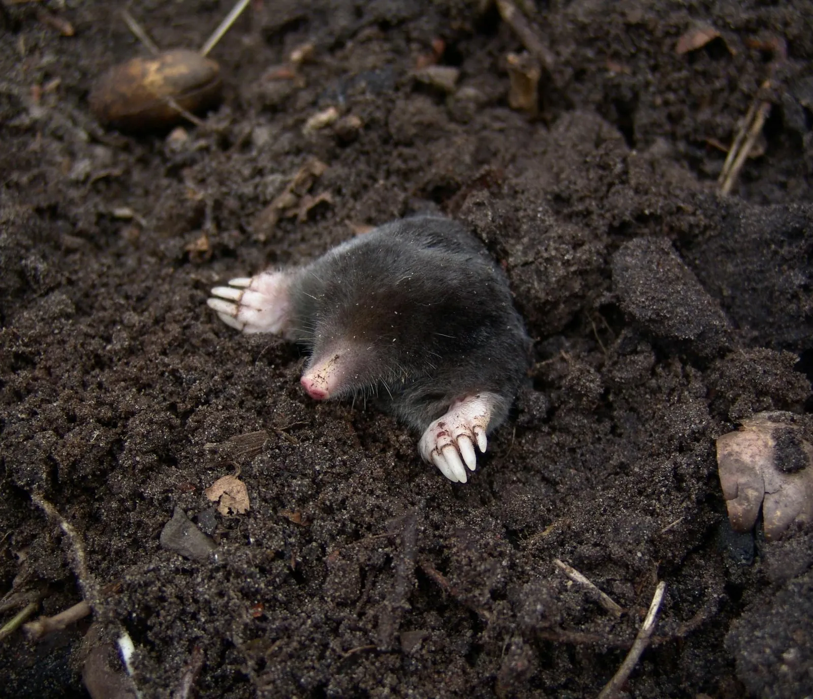 Mole