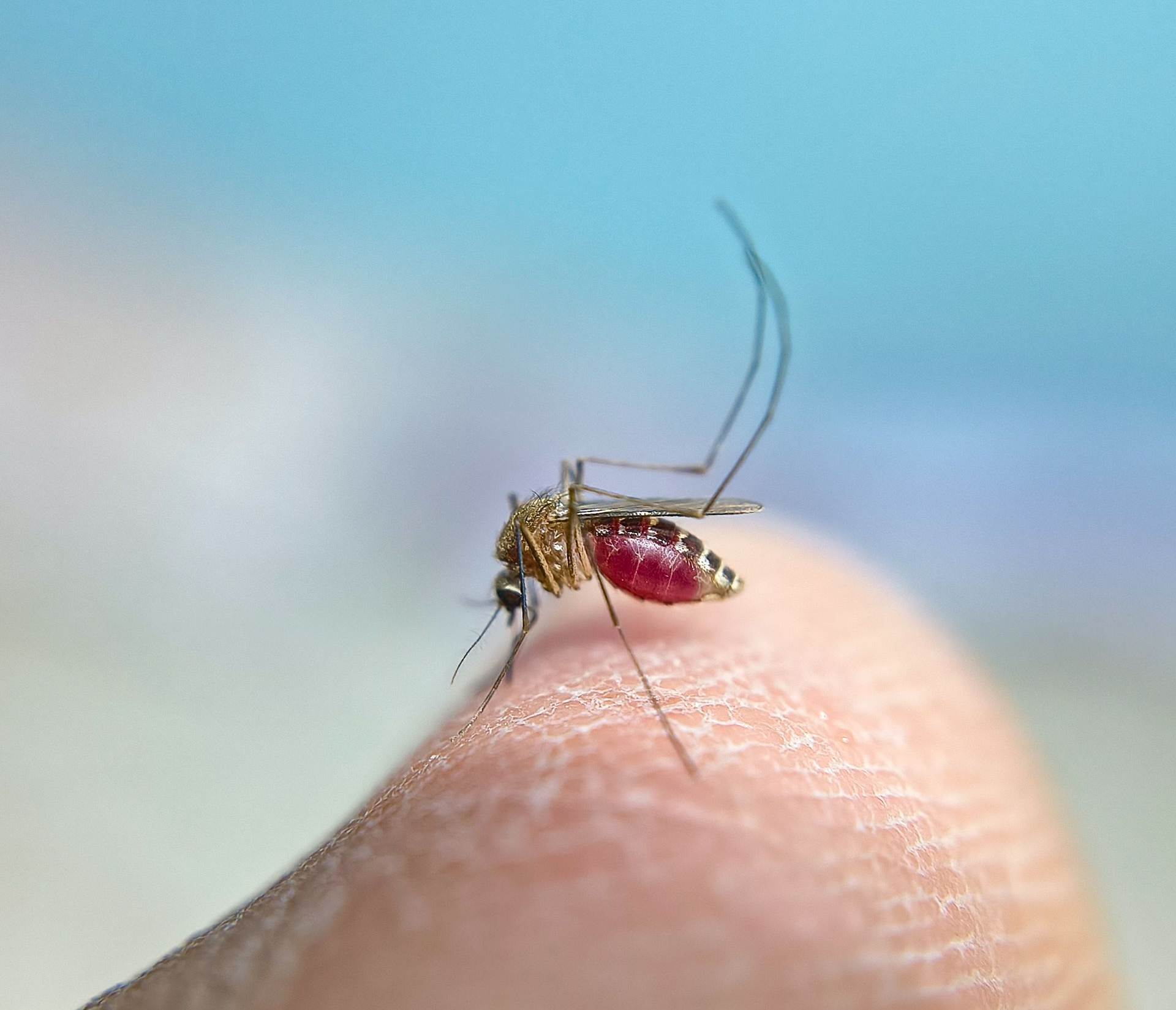 Mosquito