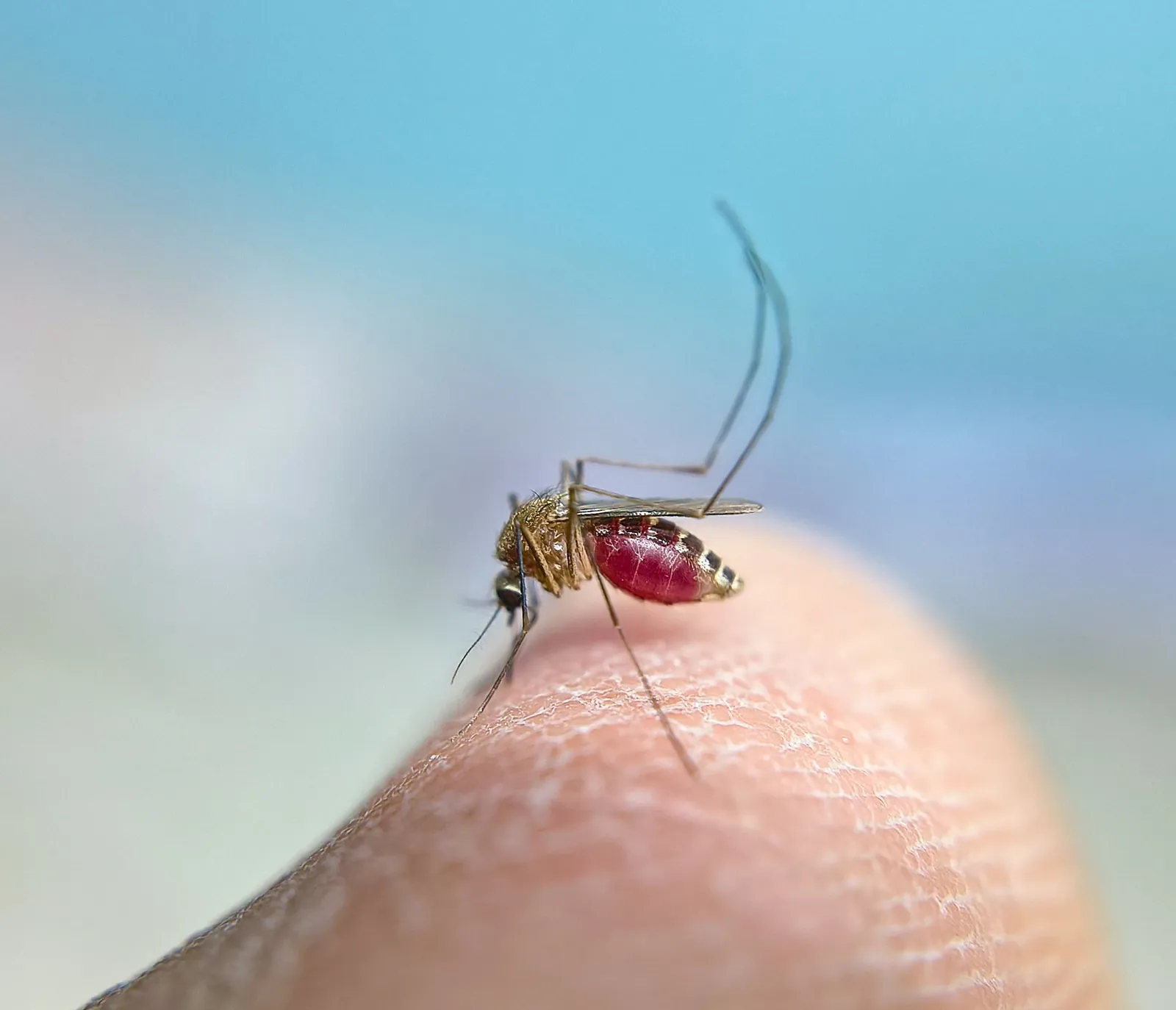 Mosquito