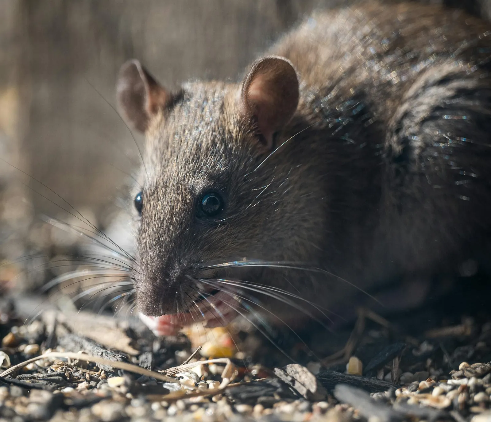 Norway rat