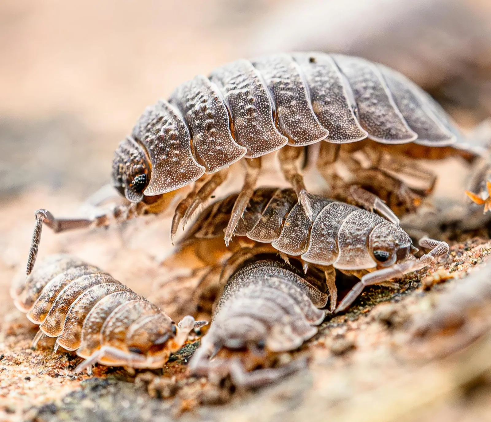 Pill bug