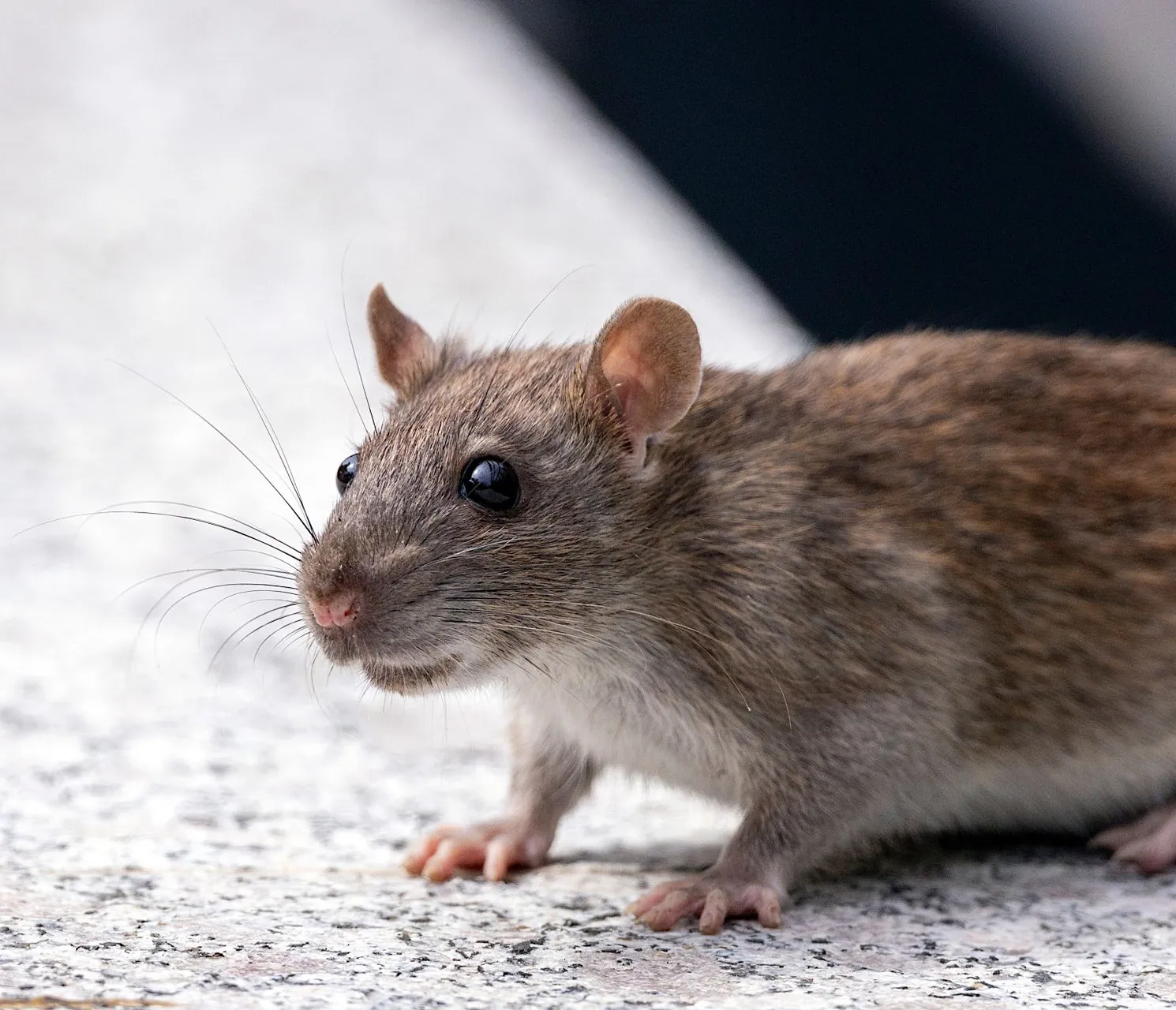 Roof rat