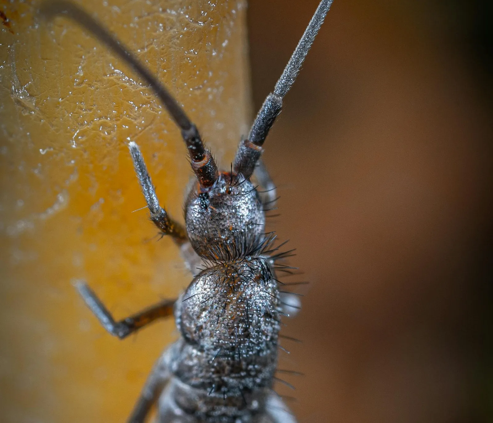 Silverfish