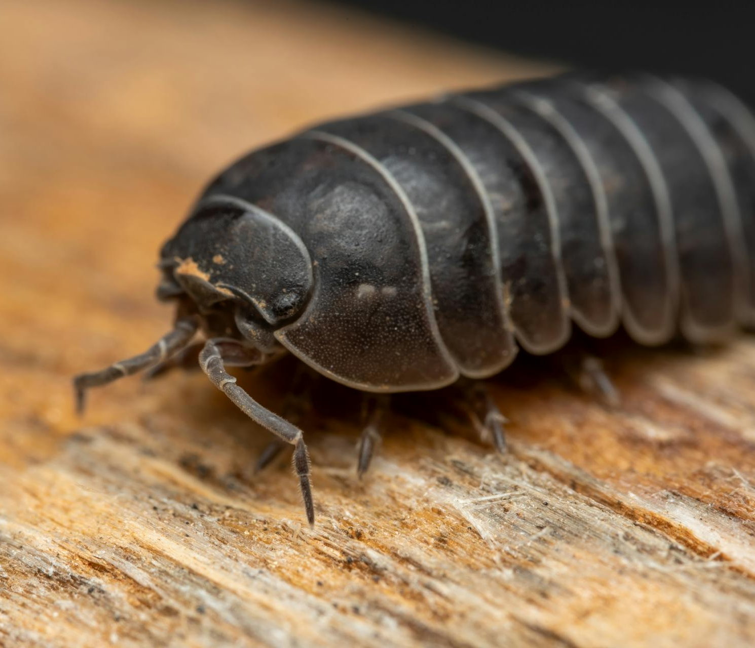Sow bug