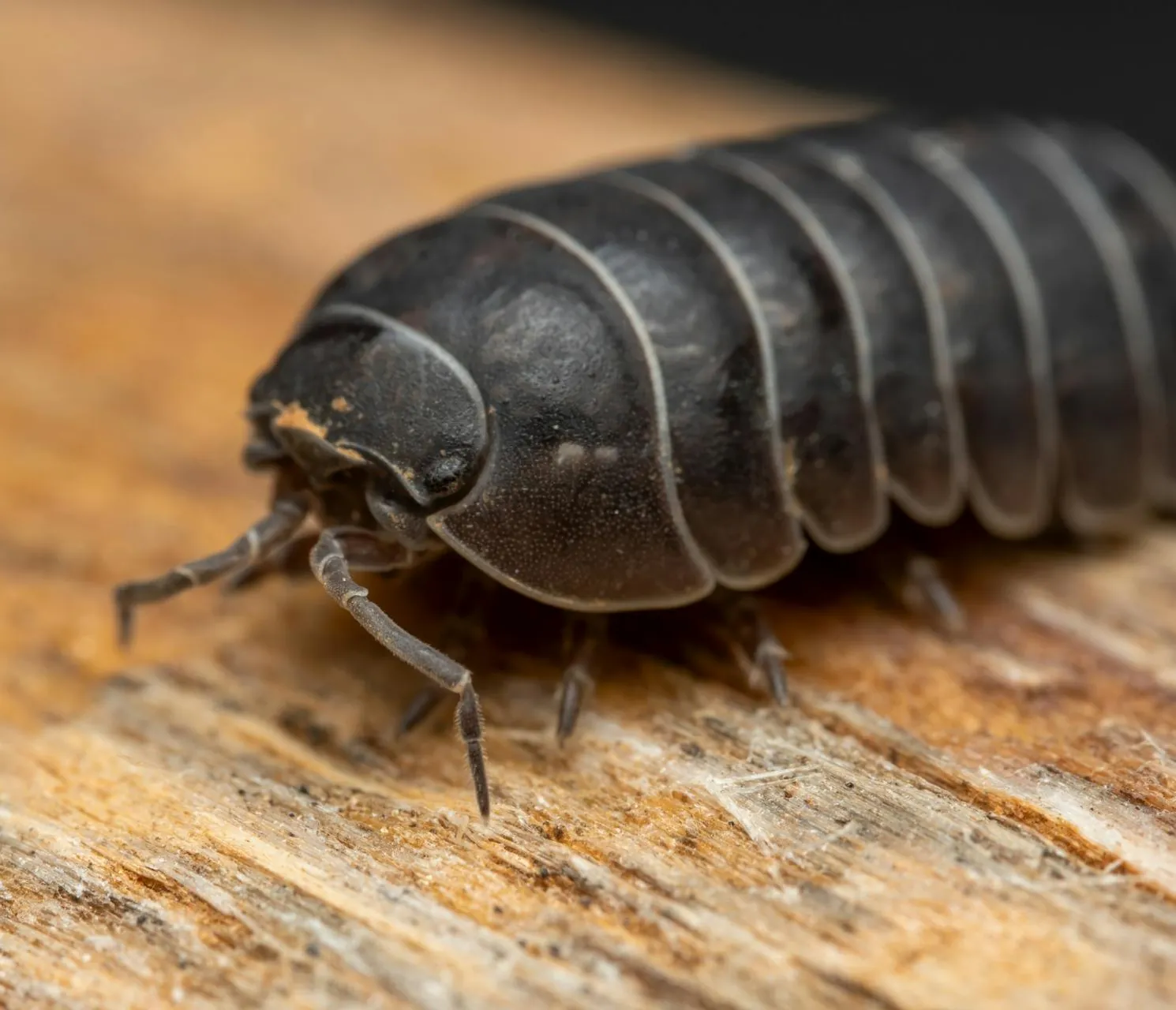 Sow bug