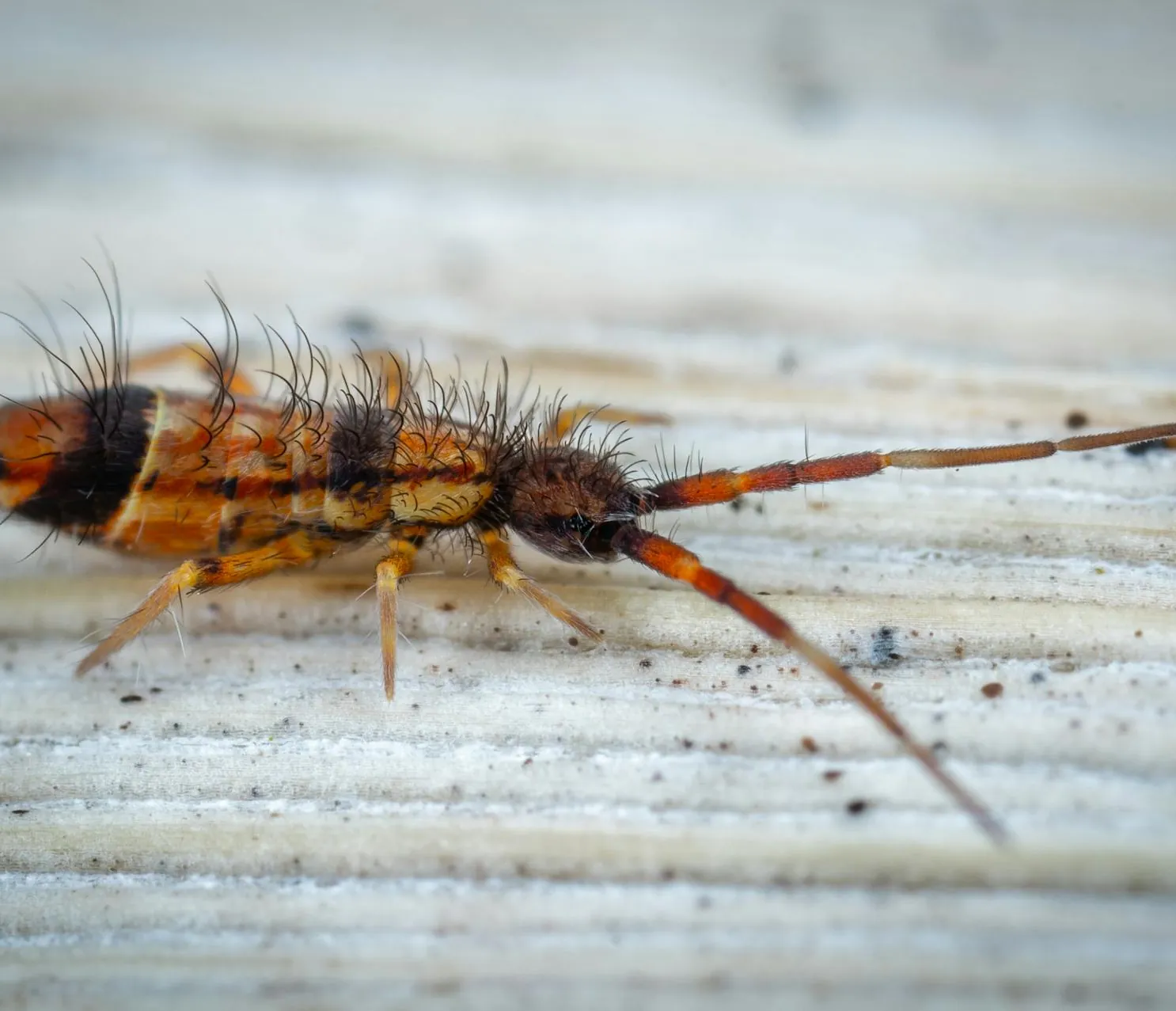 Springtail