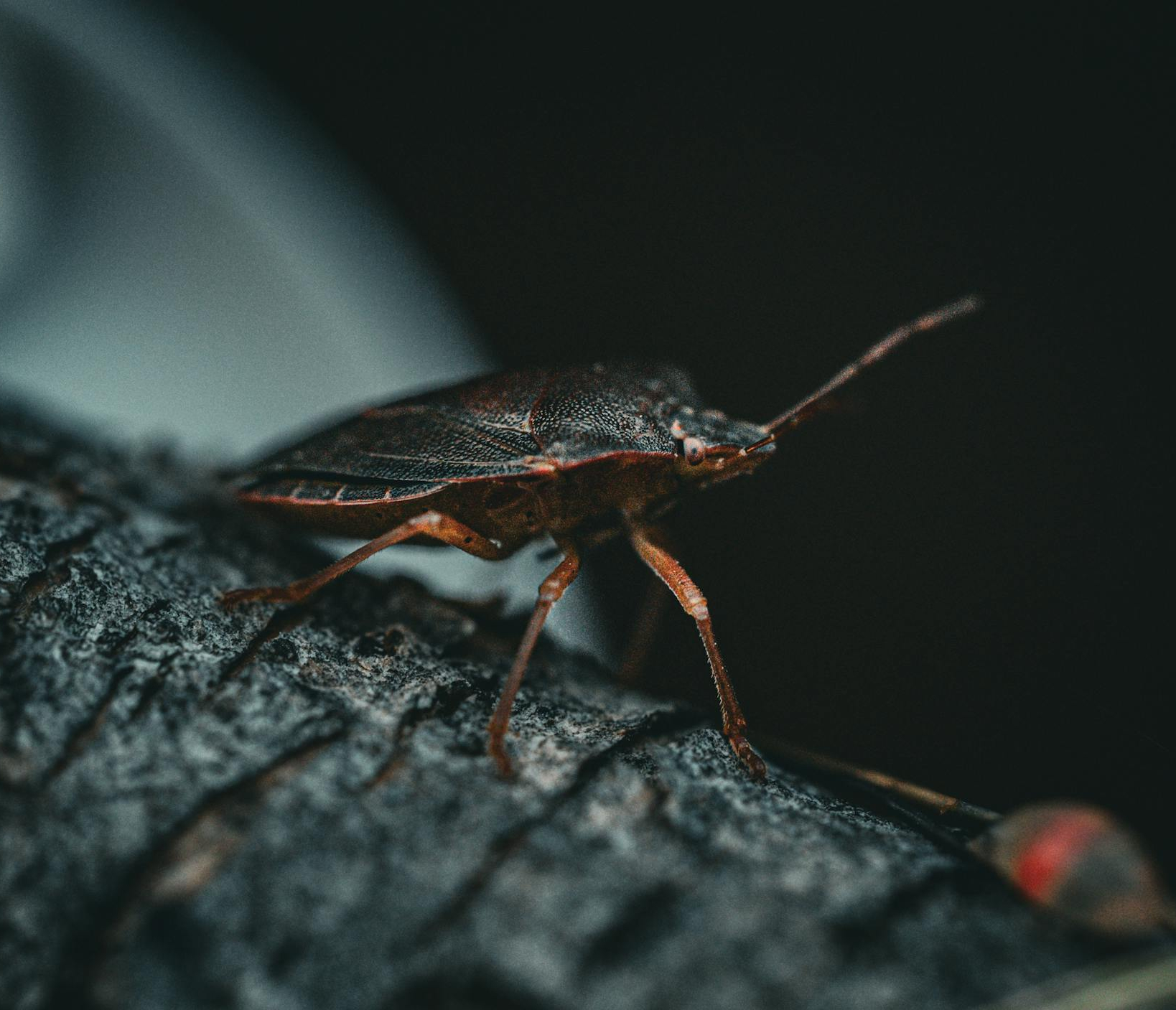 Brown marmorated stink bug