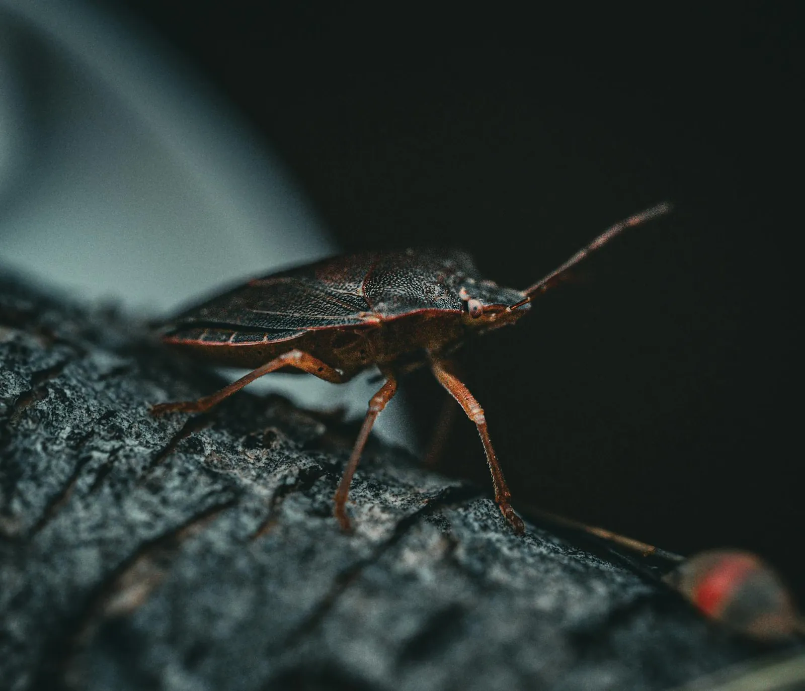 Brown marmorated stink bug