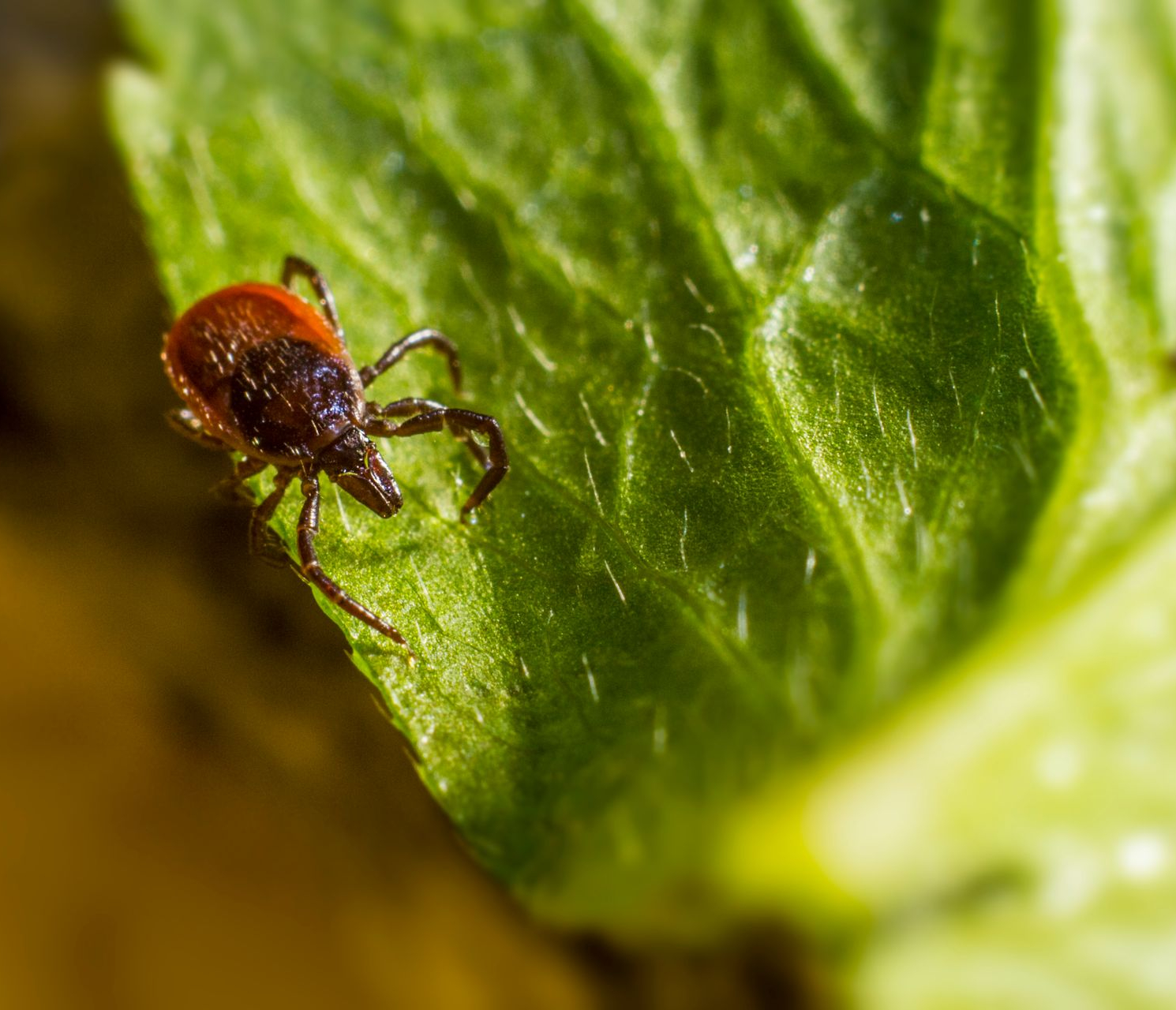 Tick