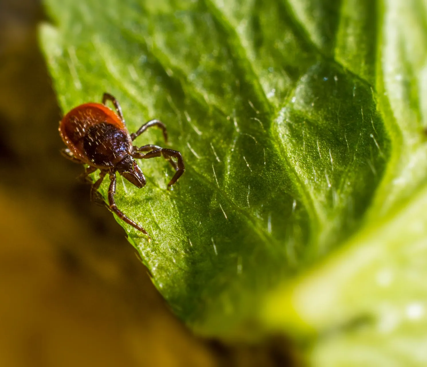 Tick