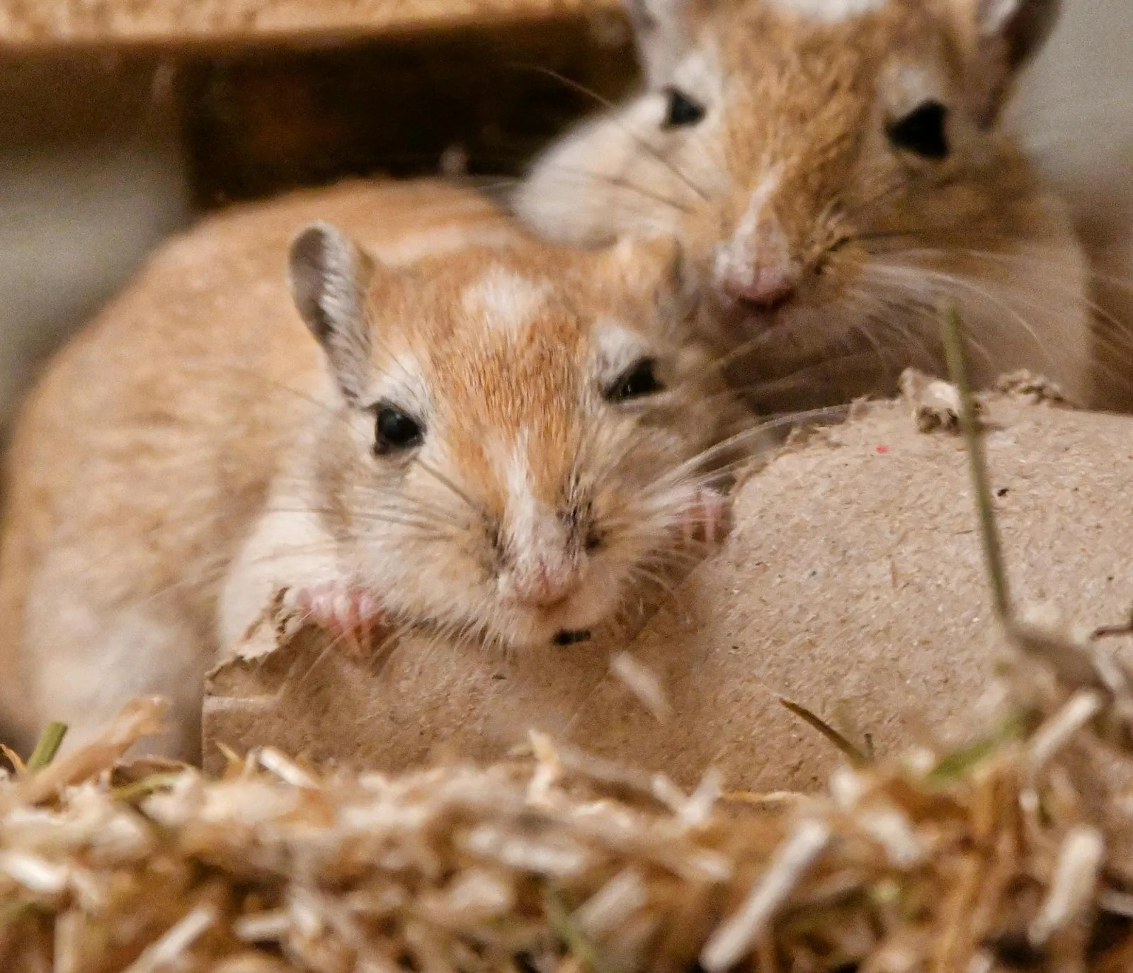 Vole